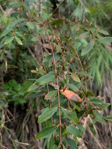 Hypericum geminiflorum observed 2026-09-26