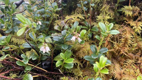 Lingonberry