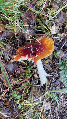 Fly Agaric