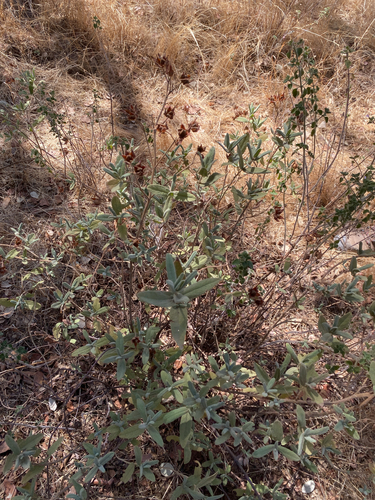 Grey-leaved Cistus