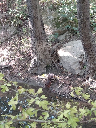 Eurasian Red Squirrel