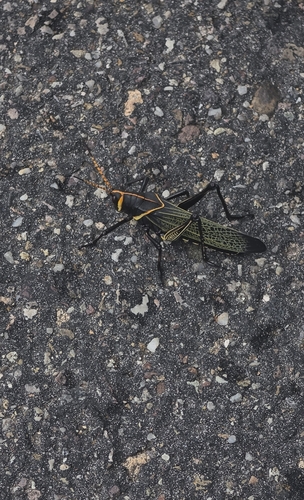 Horse Lubber Grasshopper
