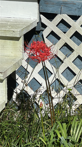 red spider lily