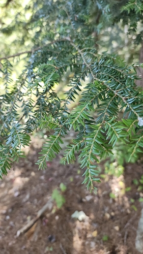 eastern hemlock
