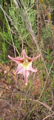 Gladiolus liliaceus, photograph (c) Liezl van der Merwe, some rights reserved (CC BY)