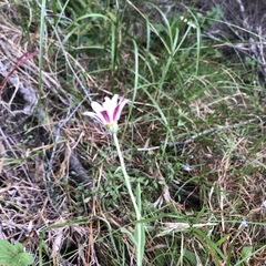 Arctotis schlechteri