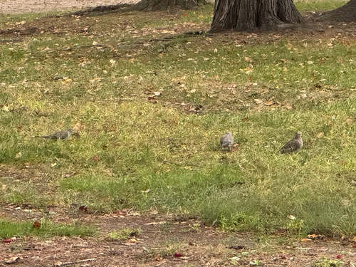Mourning Dove