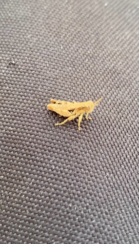 Common Maquis Grasshopper