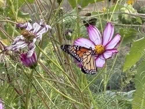 Monarch