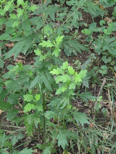 common mugwort