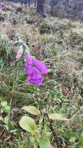 purple foxglove