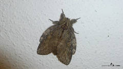 Peridea anceps