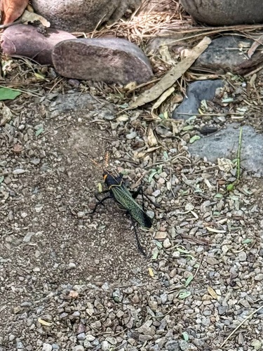 Horse Lubber Grasshopper
