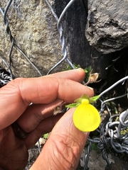 Calceolaria tripartita