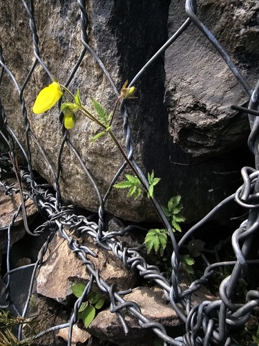 Calceolaria tripartita, photograph 2