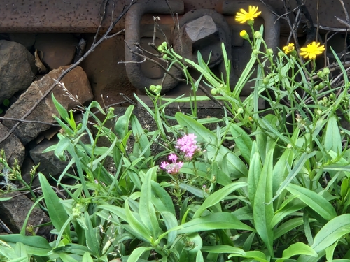 Red Valerian