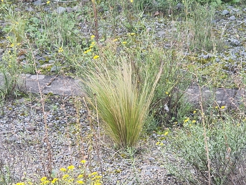 Mexican feathergrass