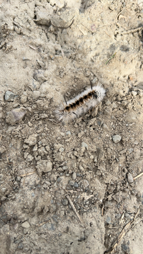 Hickory Tussock Moth