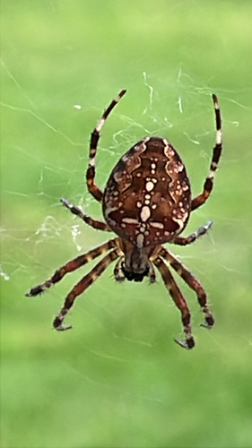 Cross Orbweaver