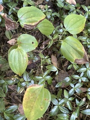 Smilax rotundifolia