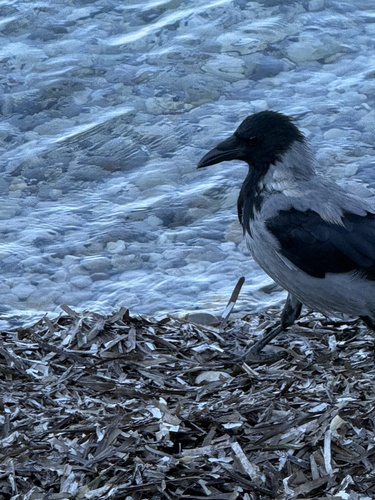 Hooded Crow