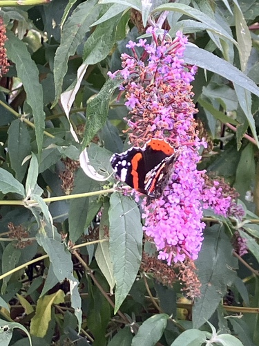 Red Admiral