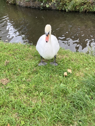 Mute Swan