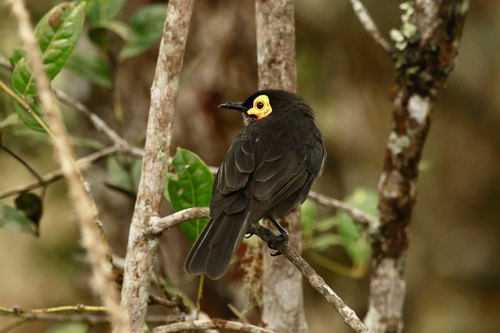 Melipotes fumigatus observed 2026-09-22
