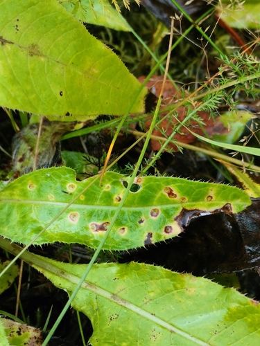 Puccinia cnici-oleracei, 2026-09-26