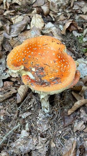 Fly Agaric