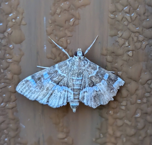 Spotted Beet Webworm Moth