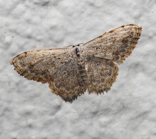 Scopula submutata