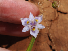 Moraea setifolia