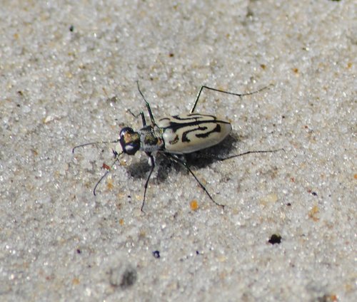 Eastern Beach Tiger Beetle photo 5