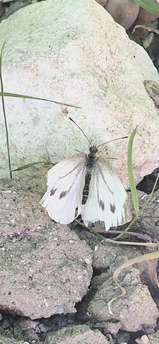 Green-veined White