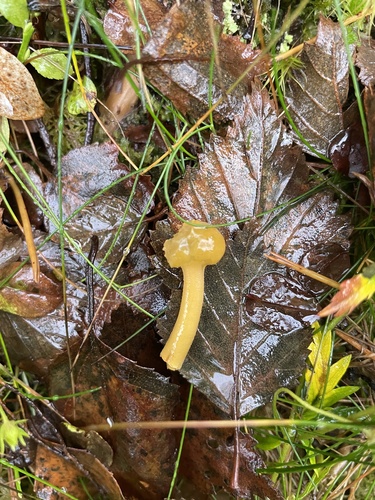 Ochre Jelly Club