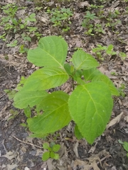 Collinsonia canadensis