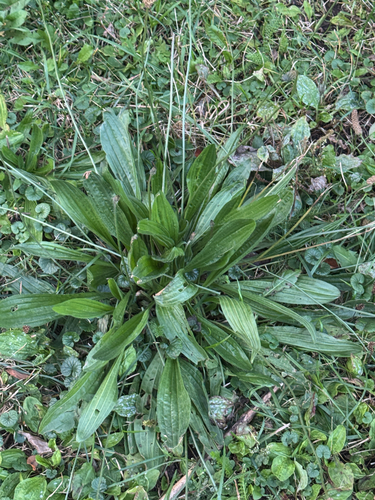 Наблюдение на iNaturalist