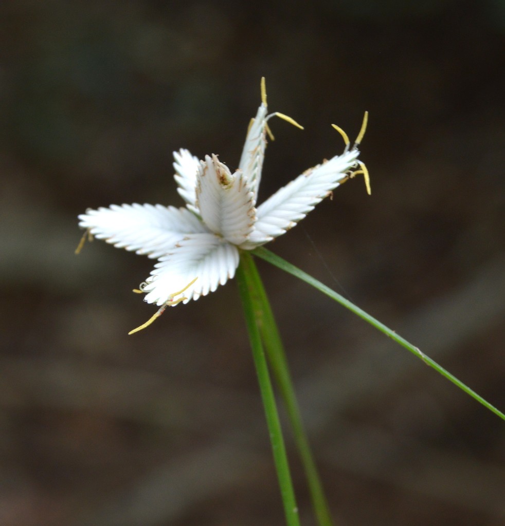 snow white sedge
