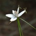 Snow White Sedge - Photo (c) Miranda Mikel Buckley, some rights reserved (CC BY-NC), uploaded by Miranda Mikel Buckley