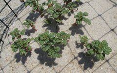Amaranthus pumilus