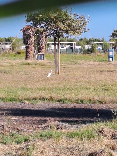 Little Egret