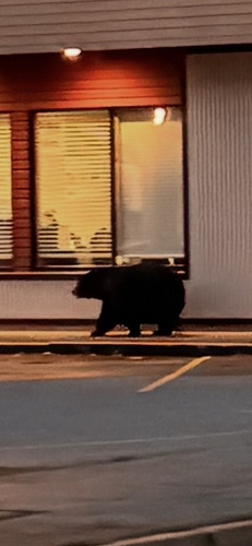 Black Bear sighting near Second Ave