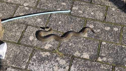 Adder