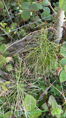Equisetum arvense