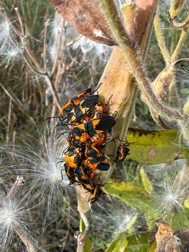 Large Milkweed Bug