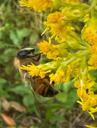 Common Drone Fly