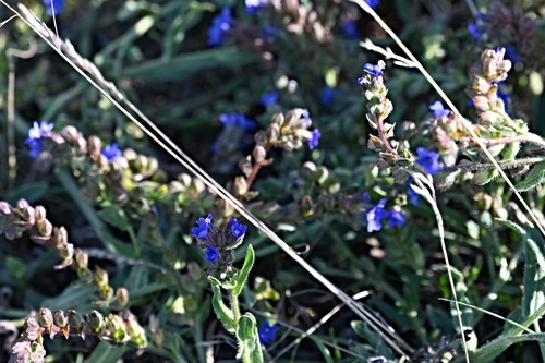 Anchusa officinalis, photograph 3