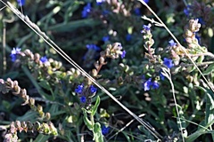 Anchusa officinalis, photograph (c) Petr Harant, some rights reserved (CC BY)