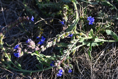 Anchusa officinalis, photograph 2